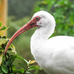 Top half of a large bird with white plumage, very long curved narrow light colored break, links to larger version of the image